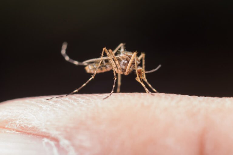 HIV cannot be transmitted through mosquito bites